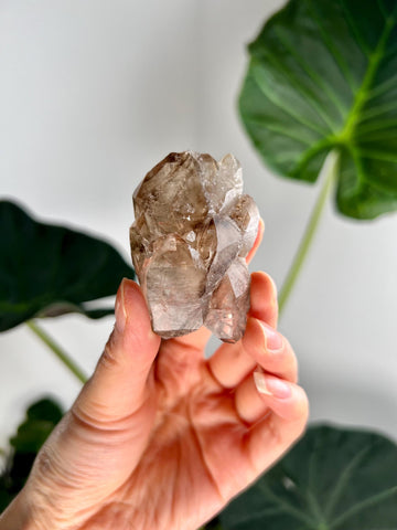 Grade AA 100% Natural Smoky Elestial Quartz - A Portal to Mystical Realms and Vibrant Healing 63g, EQC11