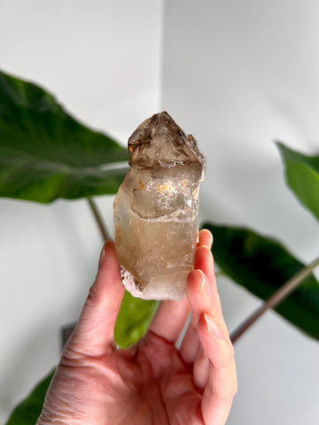 Grade AA Natural Adaptogenic BG3 Citrine Scepter Specimen - with smoky phantom and iron inclusion from Piaui, Brazil ACC30, 127g