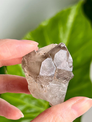 Grade A 100% Natural Smoky Elestial Quartz - A Portal to Mystical Realms and Vibrant Healing 36g, EQC29