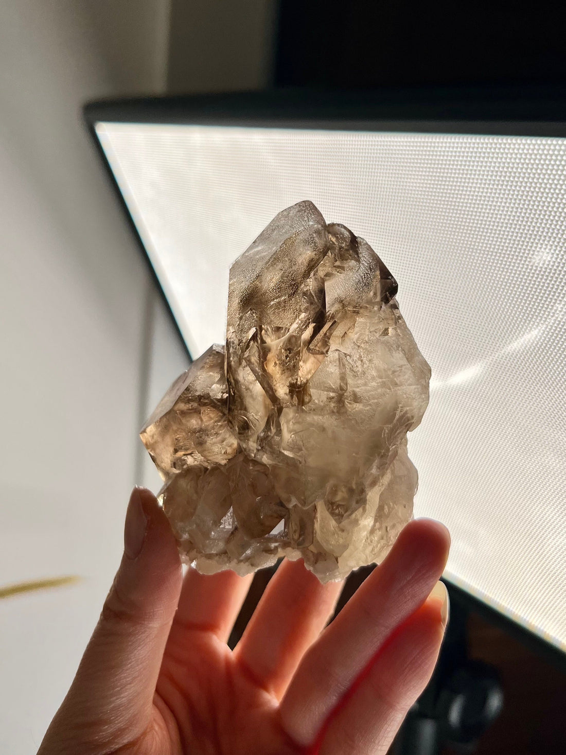 Grade AA 100% Natural Smoky Elestial Quartz on Natural Citrine with Golden Mica & Rainbows - A Symphony of Light and Prosperity 260g, EQC08