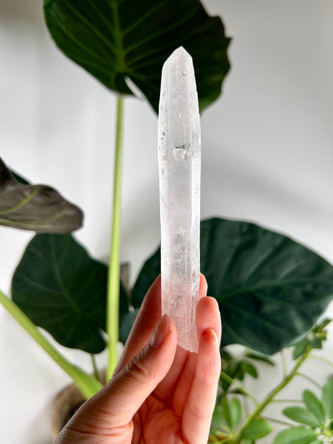 Grade AAA Singing Laser Quartz with “Daisy Mark” from Batatal, Diamantina - High Vibration Healing Crystal, SLH22, 68g