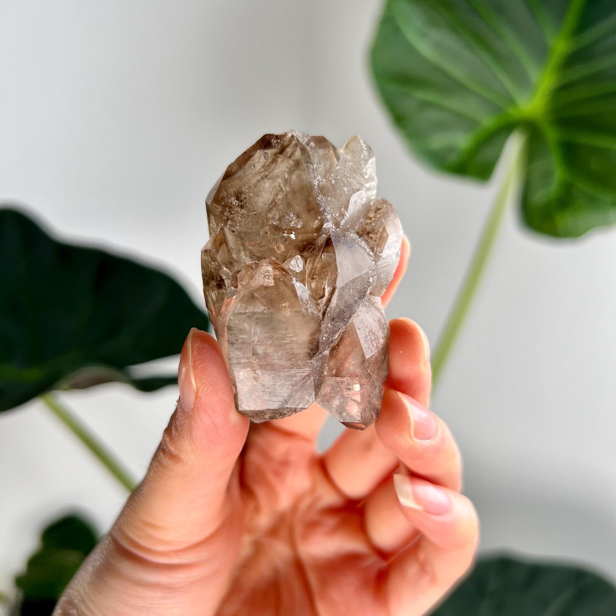 Grade AA 100% Natural Smoky Elestial Quartz - A Portal to Mystical Realms and Vibrant Healing 63g, EQC11