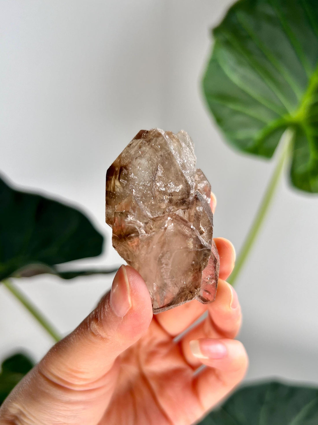 Grade AA 100% Natural Smoky Elestial Quartz - A Portal to Mystical Realms and Vibrant Healing 63g, EQC11