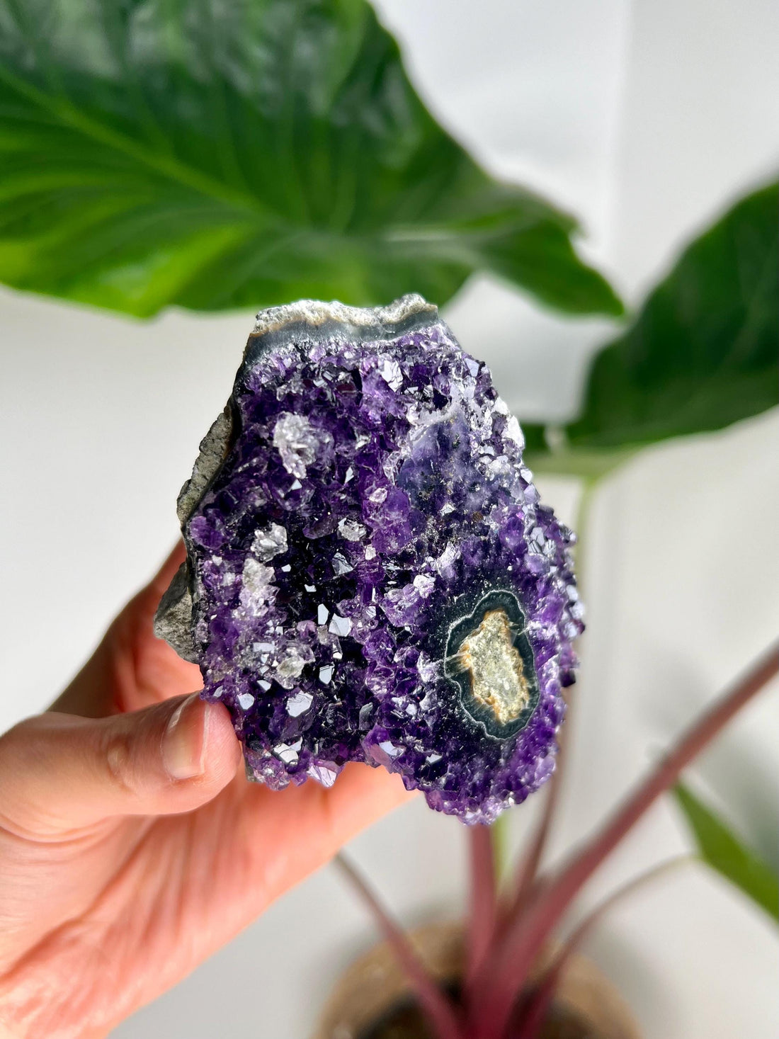 Grade AA Natural Amethyst Flower Stalactite from Uruguay – Unique Formation, High-Energy Healing Crystal - US03, 225g