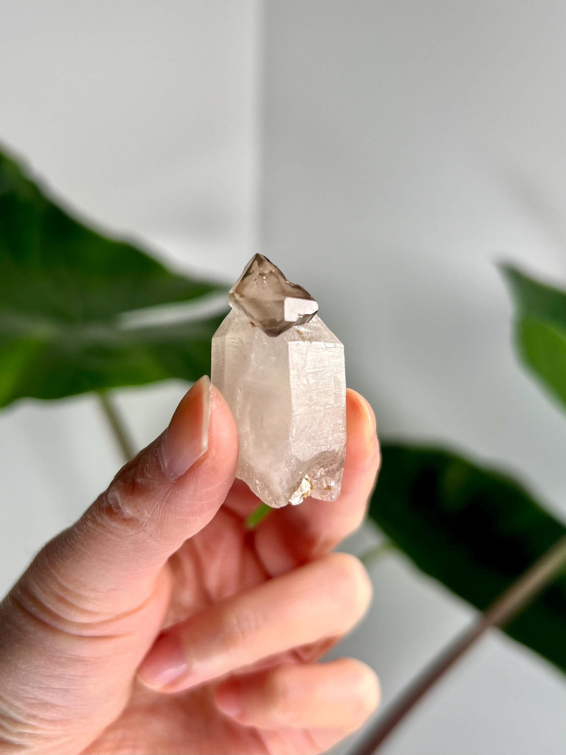 Grade AA Natural Adaptogenic BG3 Citrine Scepter Specimen with Mica - with smoky phantom and iron inclusion from Piaui, Brazil ACC42, 20g