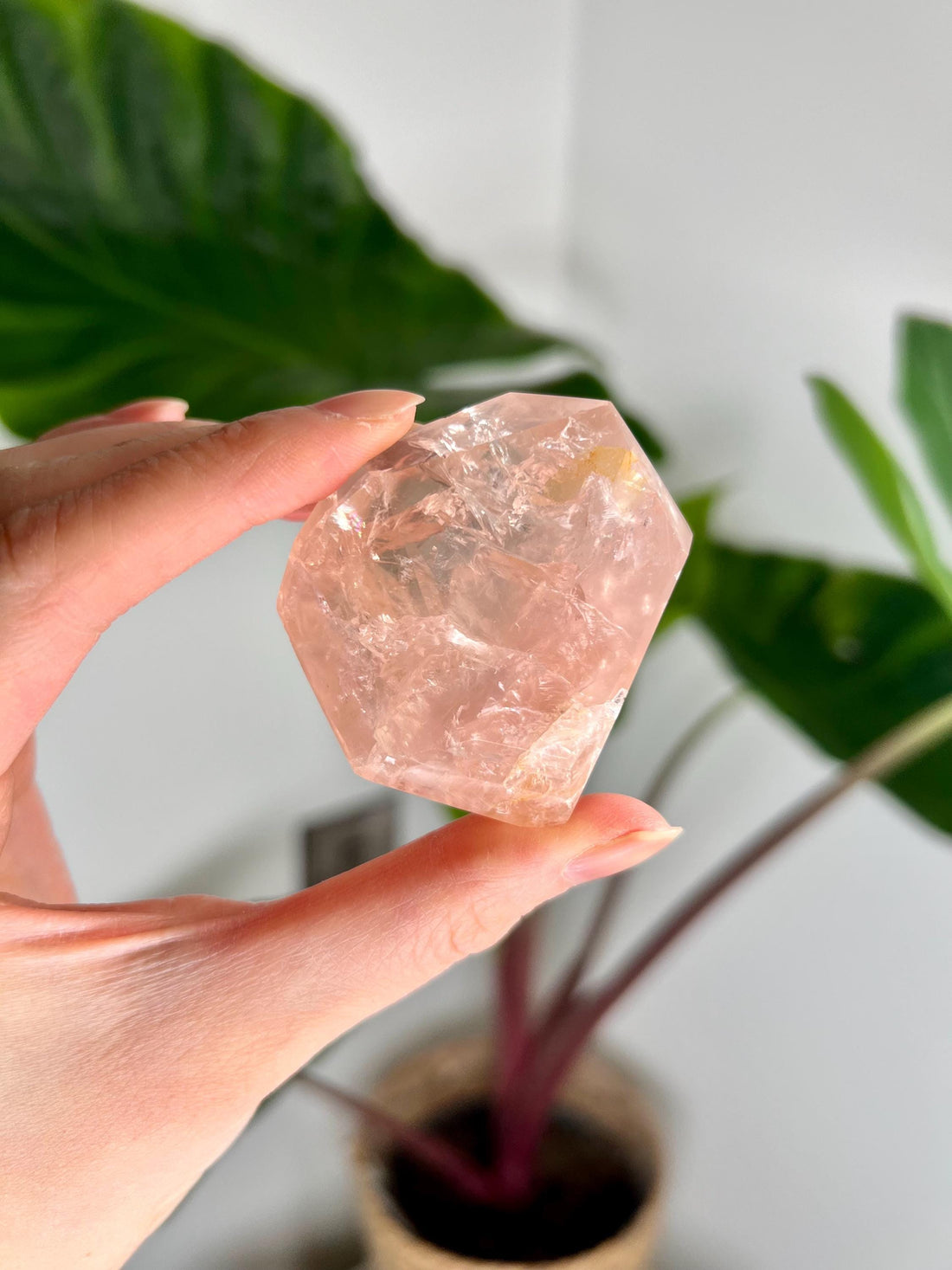 Grade AA Golden Healer Rose Quartz Freeform with Rainbow – Heart Healing, Universal Love, and Emotional Balance, GRC73, 89g