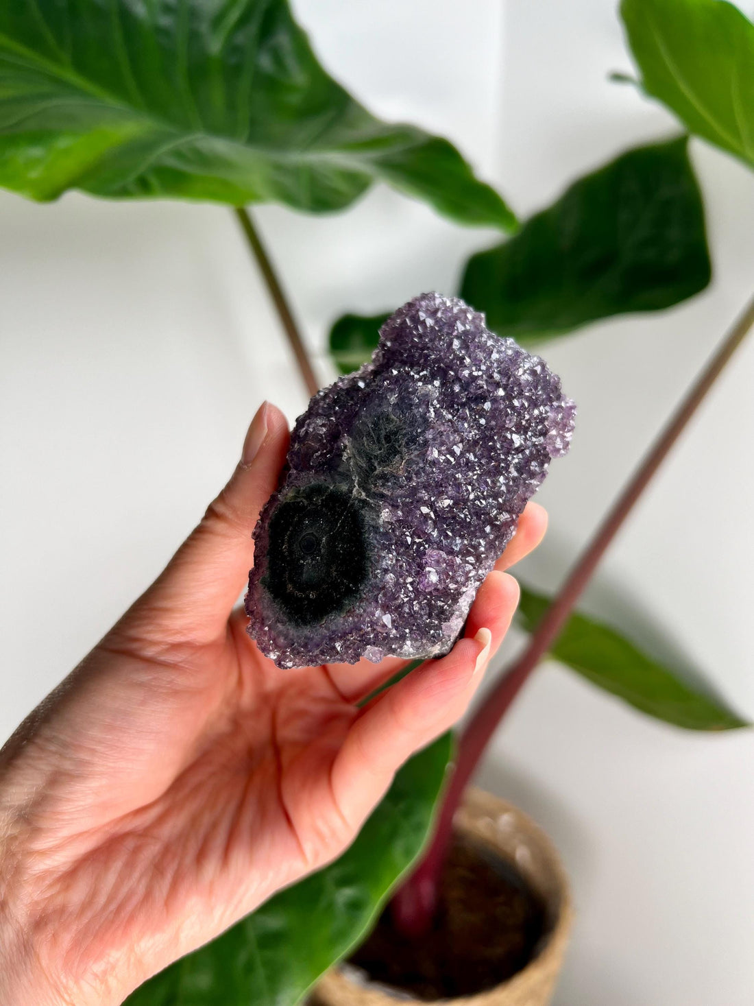 Grade AA Natural Amethyst Flower Stalactite from Uruguay – Unique Formation, High-Energy Healing Crystal - US01, 193g