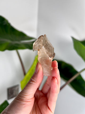 Grade AA Natural Adaptogenic BG3 Citrine Scepter Specimen - with smoky phantom and iron inclusion from Piaui, Brazil ACC25, 36g