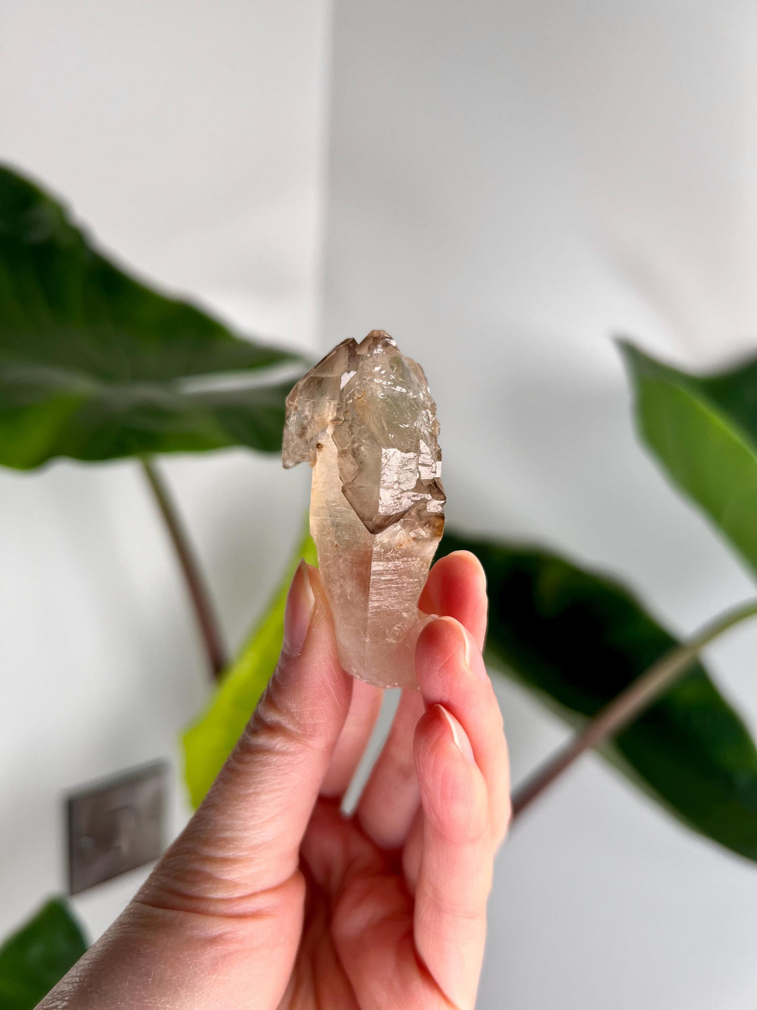 Grade AA Natural Adaptogenic BG3 Citrine Scepter Specimen - with smoky phantom and iron inclusion from Piaui, Brazil ACC25, 36g