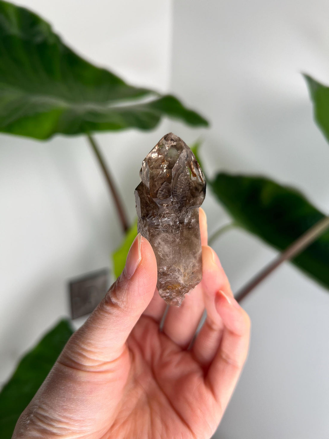 Grade AA Natural Adaptogenic BG3 Citrine Scepter Specimen - with smoky phantom and iron inclusion from Piaui, Brazil ACC28, 54g