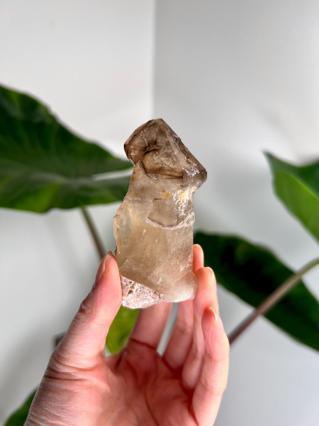 Grade AA Natural Adaptogenic BG3 Citrine Scepter Specimen - with smoky phantom and iron inclusion from Piaui, Brazil ACC30, 127g